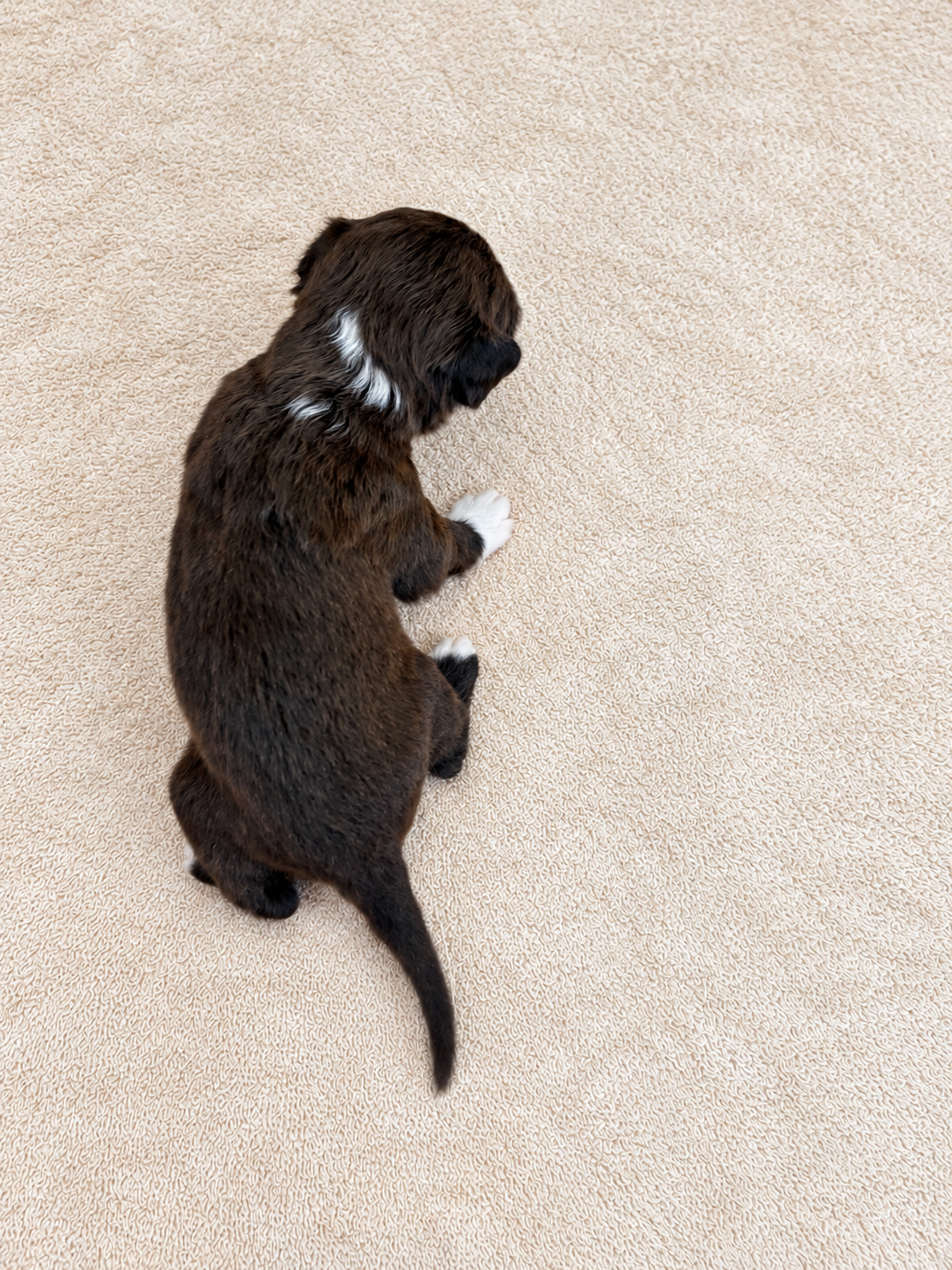 Aster — puppy photo 2741