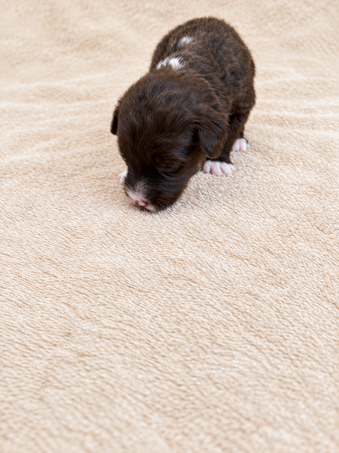 Aster — puppy photo 2742