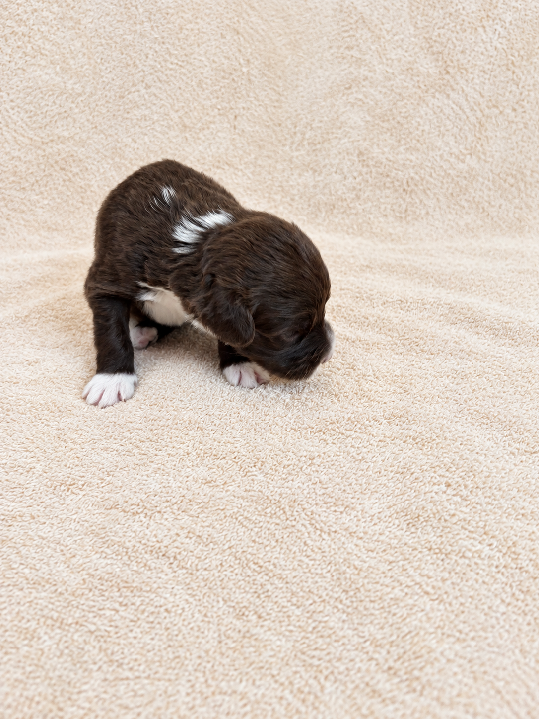 Aster — puppy photo 2743
