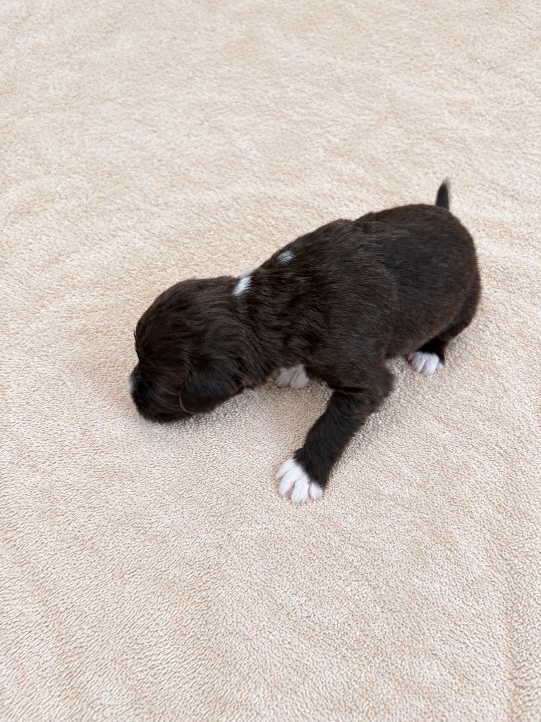 Aster — puppy photo 2745