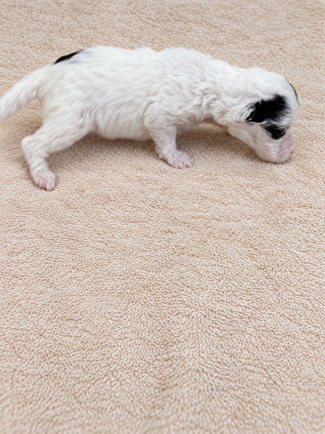 Clover — puppy photo 2754
