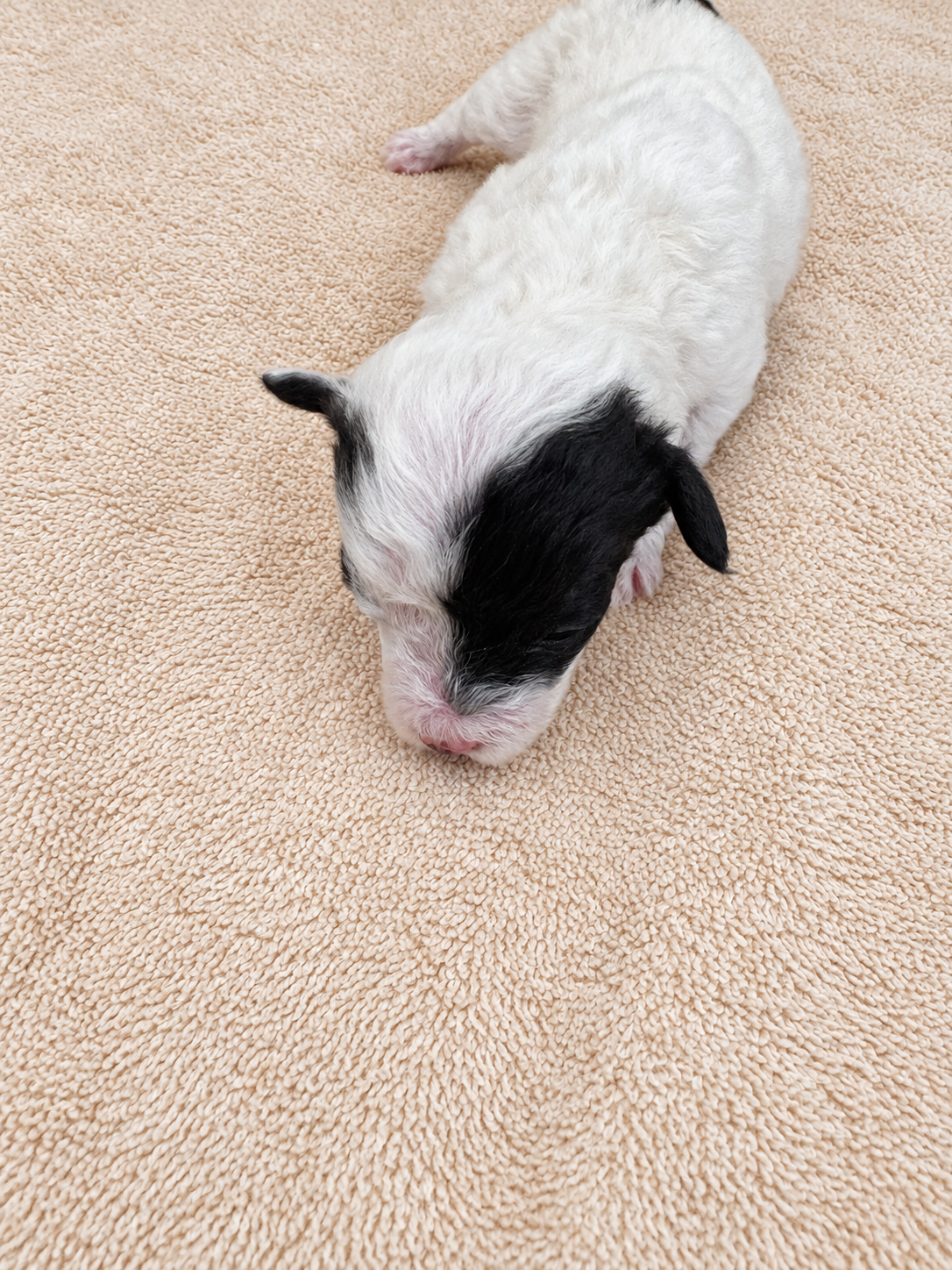 Clover — puppy photo 2756