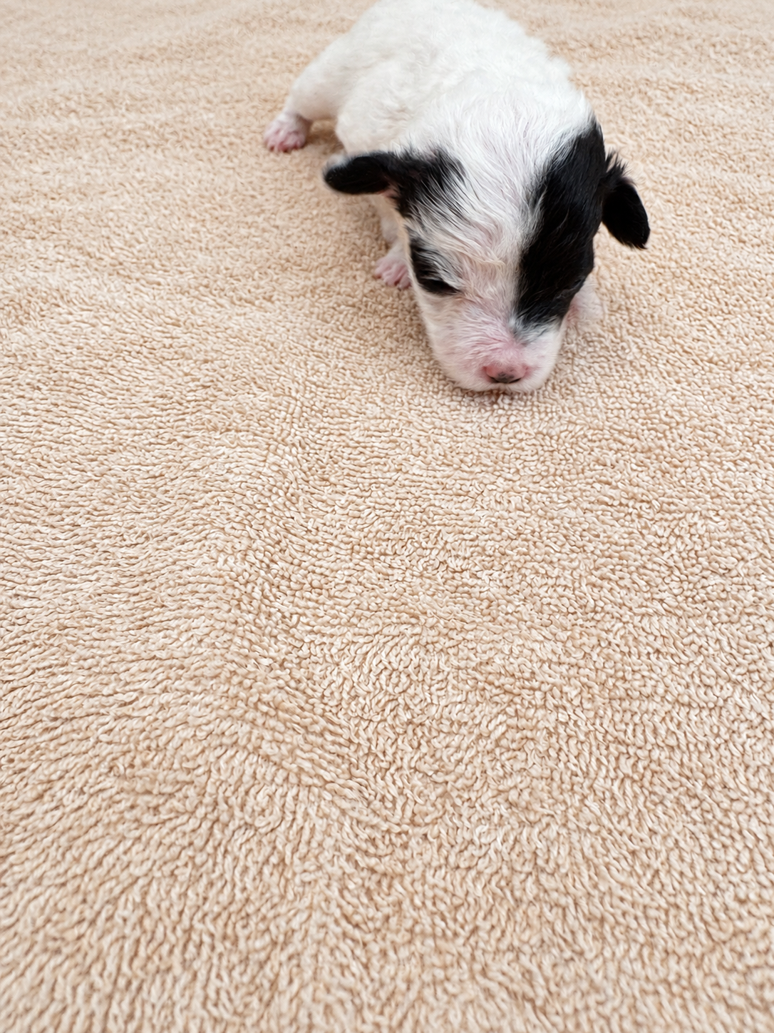 Clover — puppy photo 2757