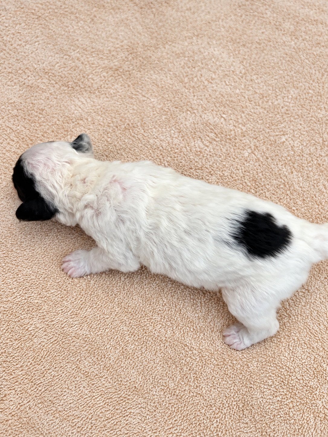 Clover — puppy photo 2758