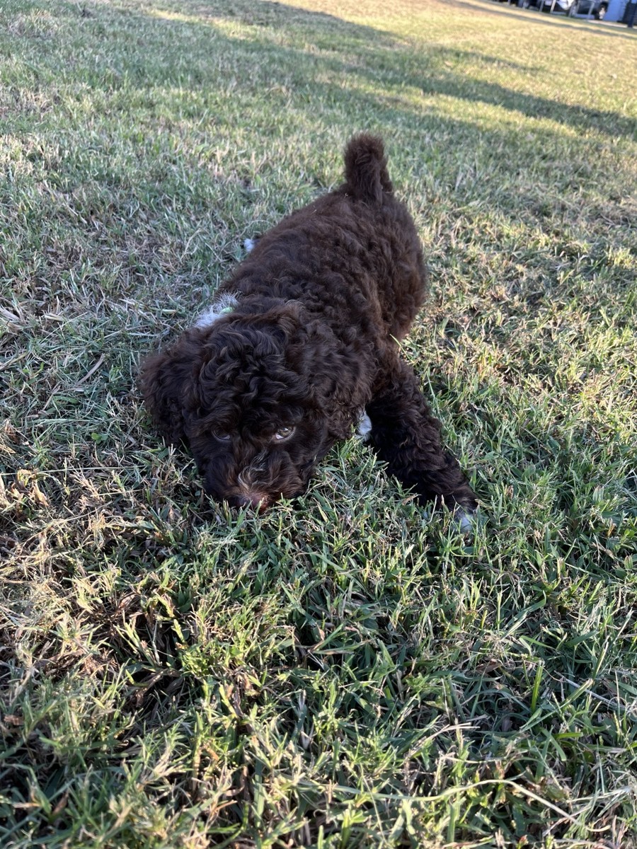 Milo exploring outside as a puppy