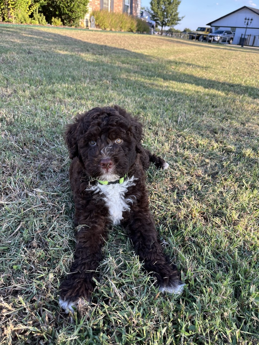 Milo as a puppy