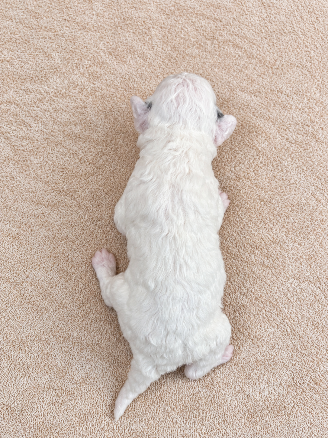 Daisy — brown and white puppy, view 4