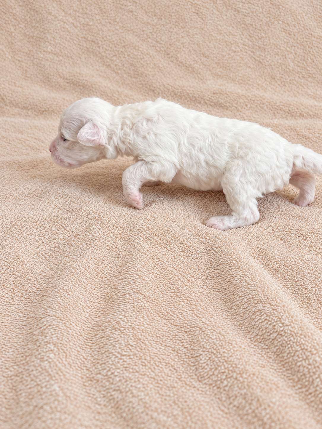 Daisy — brown and white puppy, view 2