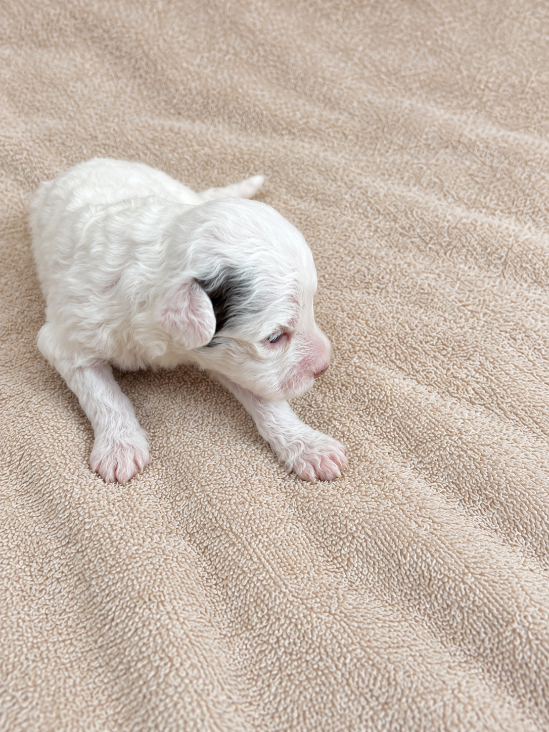 Daisy — brown and white puppy, view 1