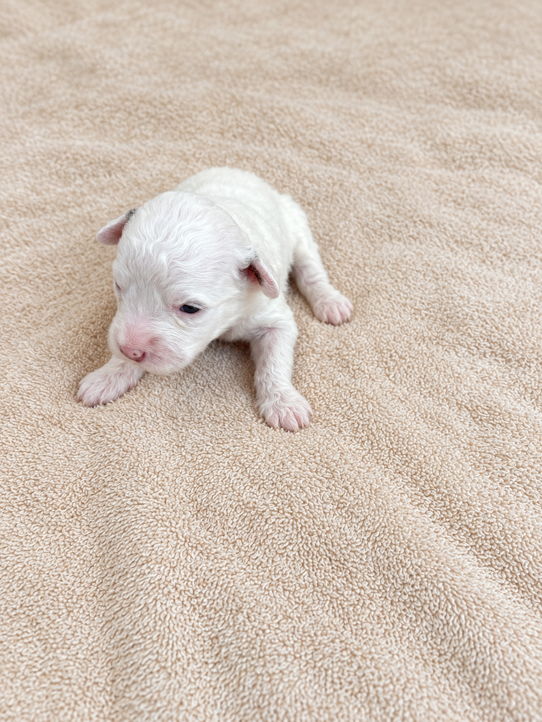 Daisy — brown and white puppy, view 3