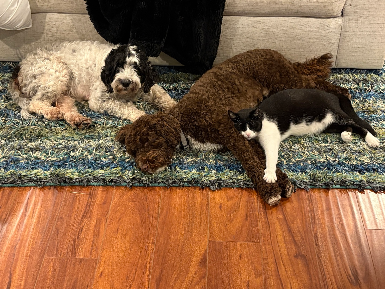 Milo and Nessie-Roo relaxing at home beside a black and white cat