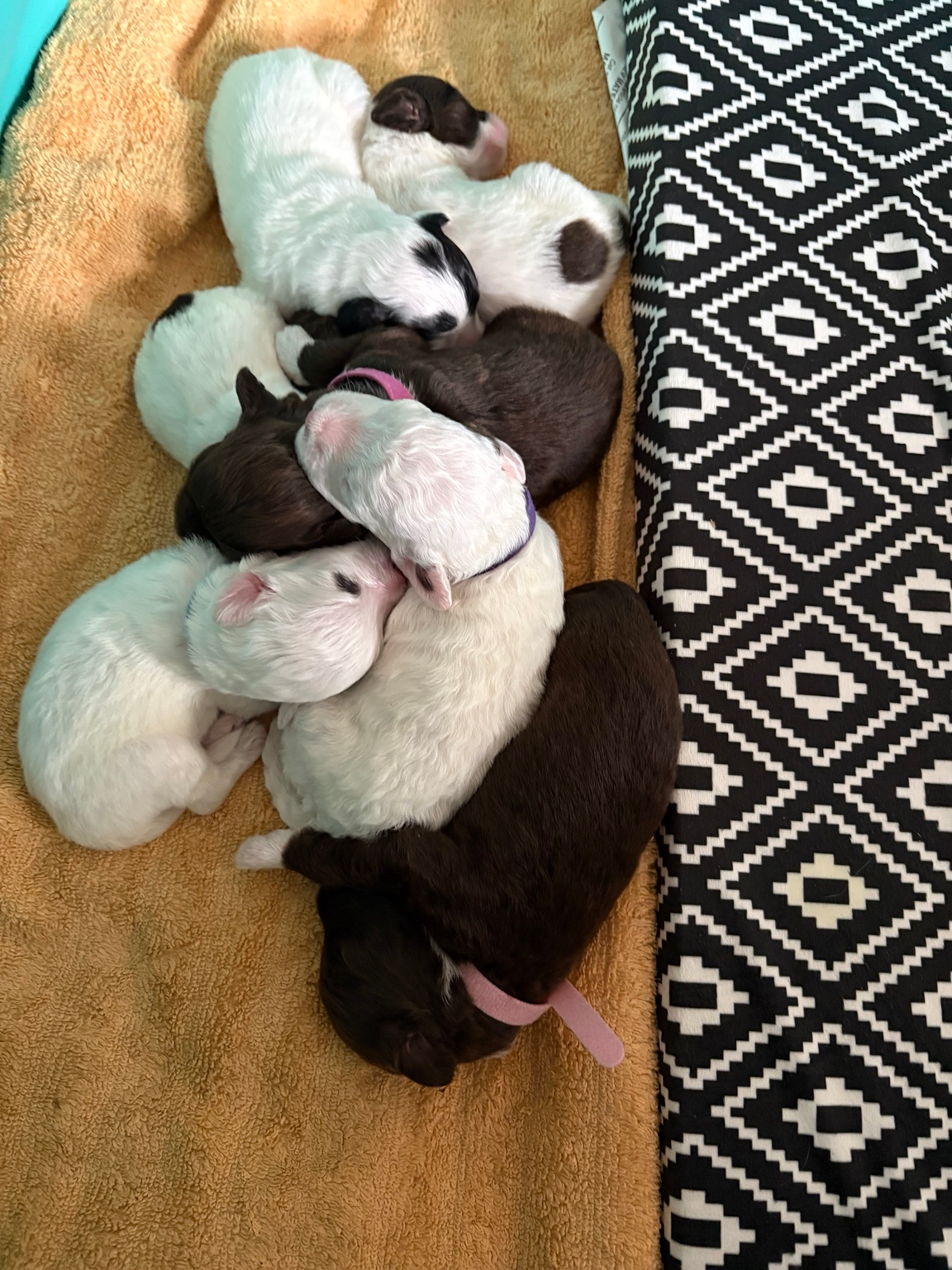 Portuguese Water Dog litter cuddled together on a blanket