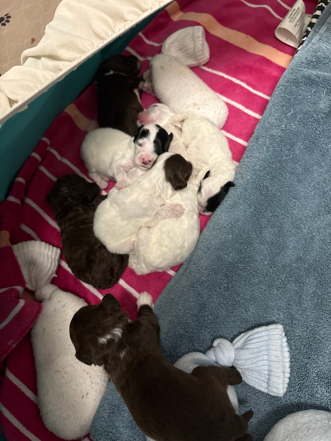 Young puppies resting together in their home puppy area