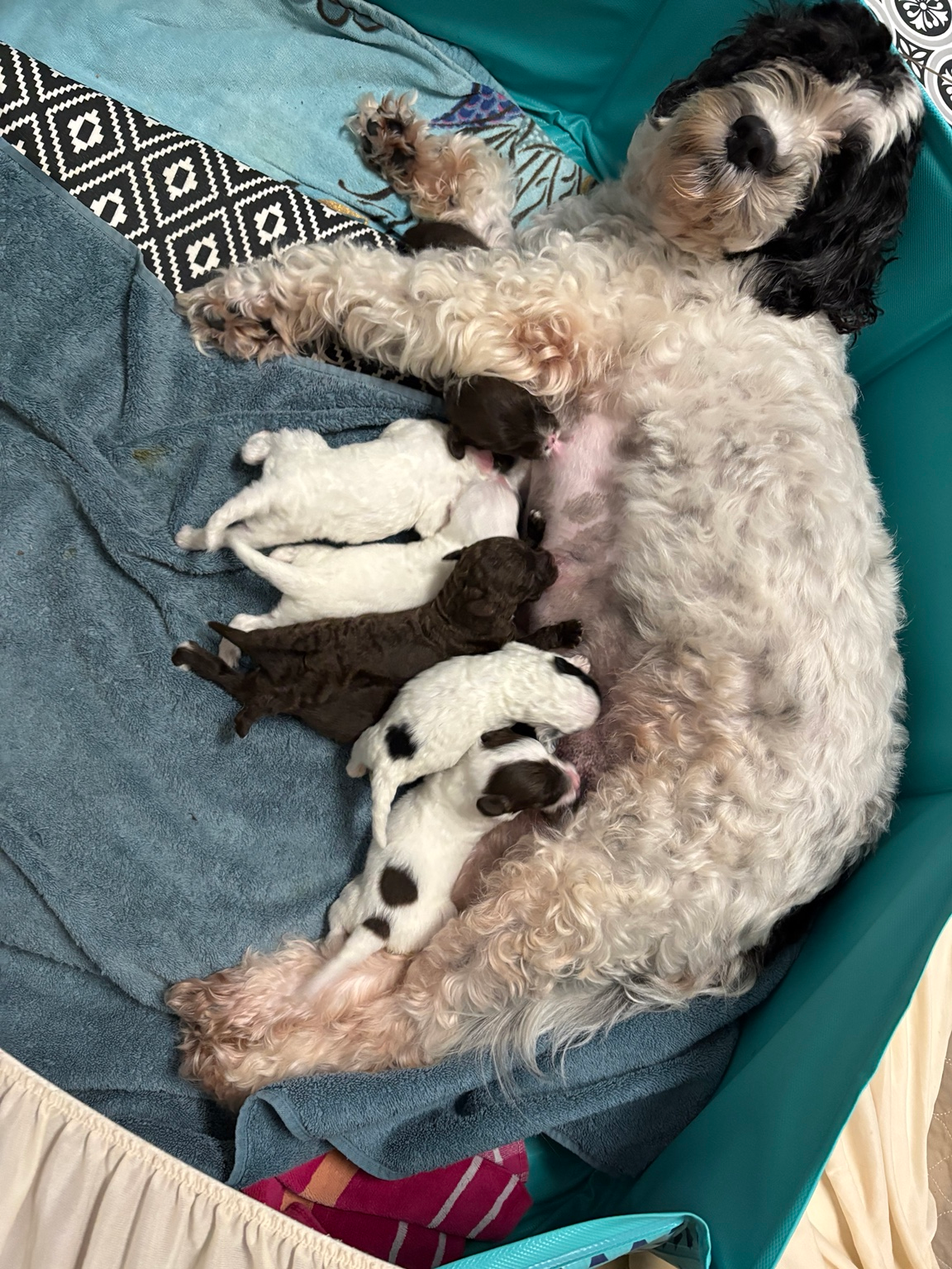 Nessie-Roo nursing her puppies