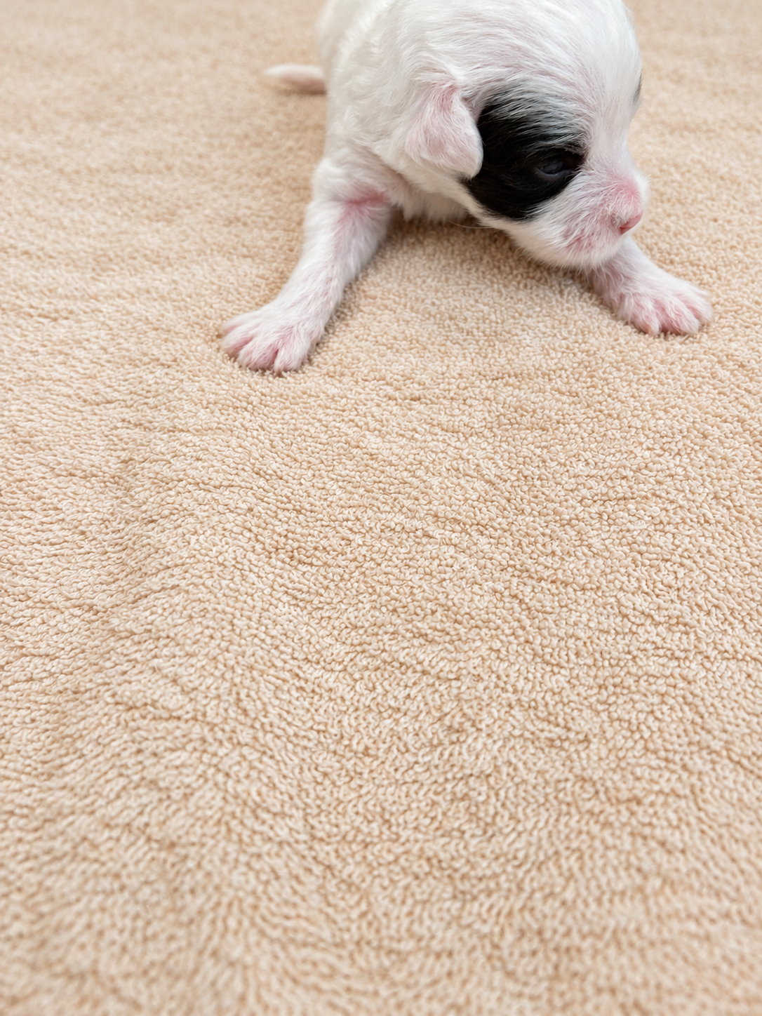 Lupin — puppy photo 2746