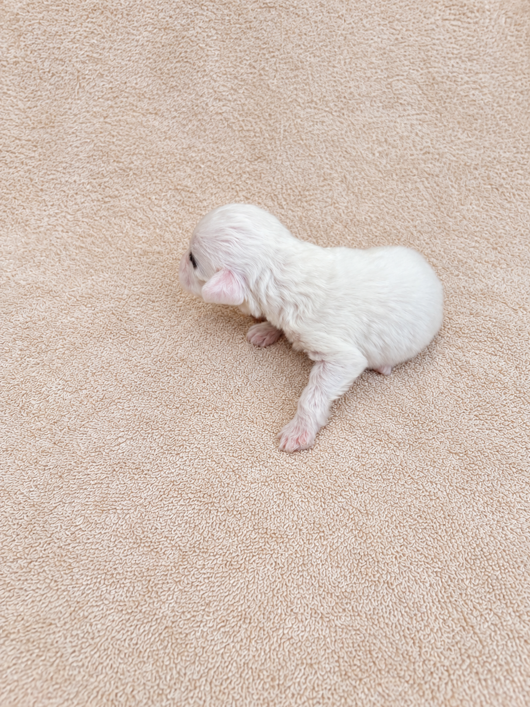 Lupin — puppy photo 2751