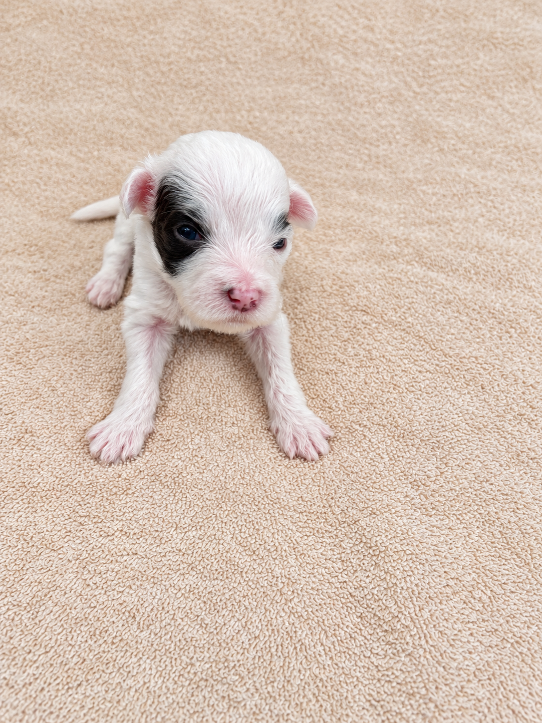 Lupin — puppy photo 2752