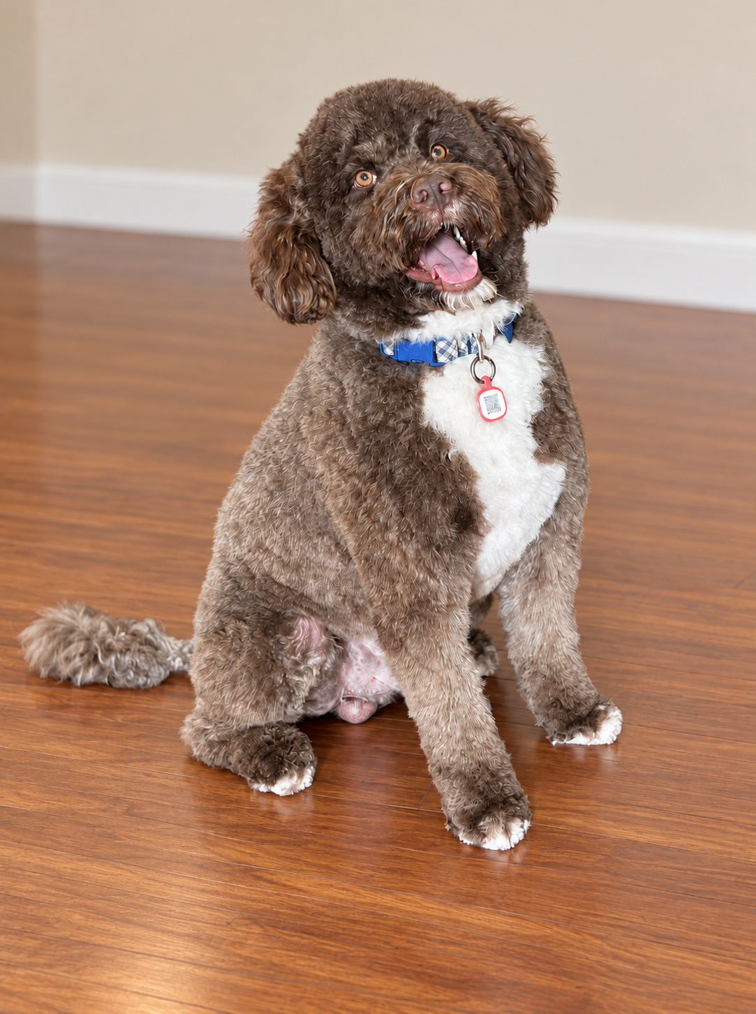 Milo, our brown and white curly-coated Portuguese Water Dog