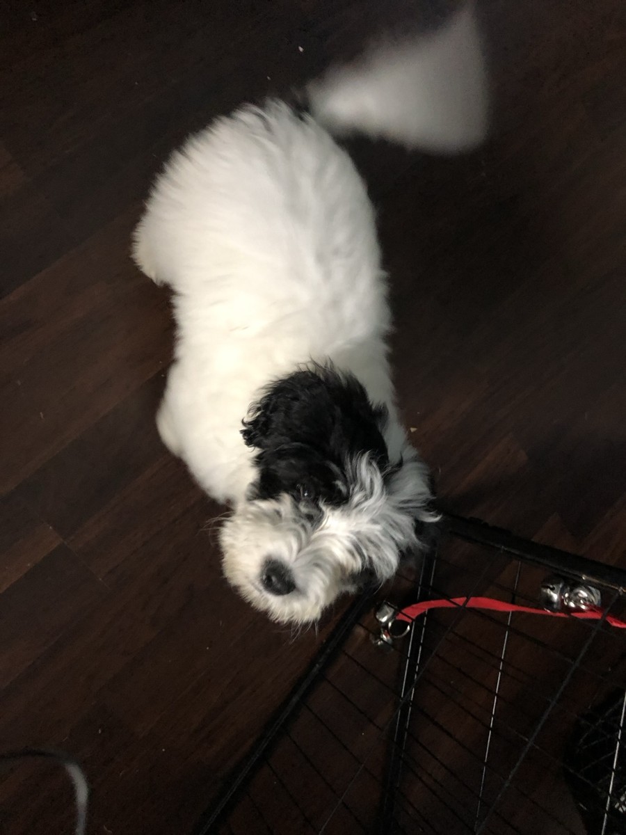 Nessie as a puppy