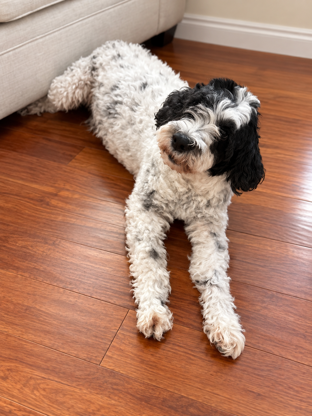 Nessie-Roo, our black and white wavy-coated Portuguese Water Dog