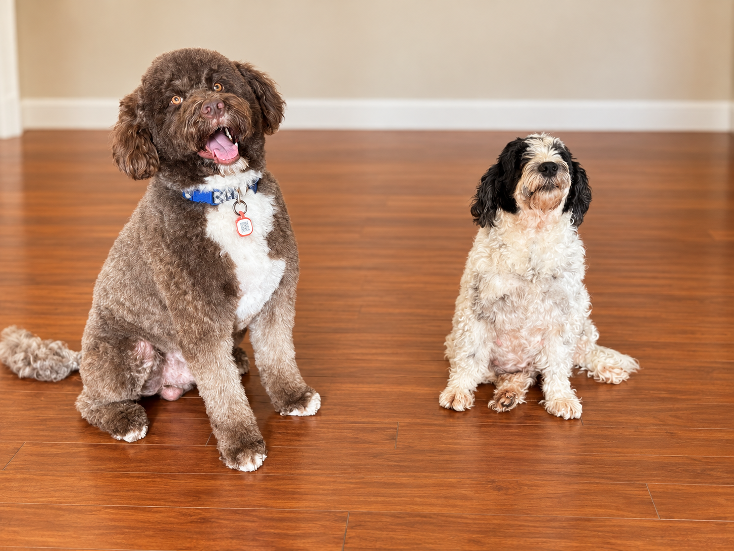 Milo and Nessie-Roo together at home