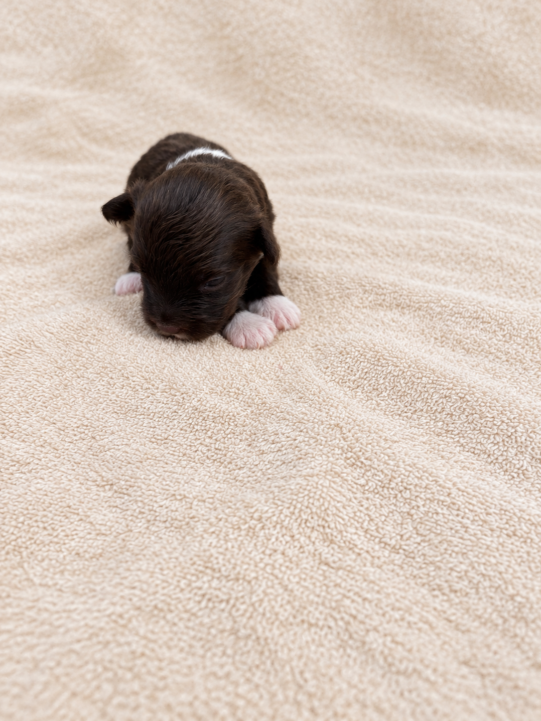 Poppy — puppy photo 2726
