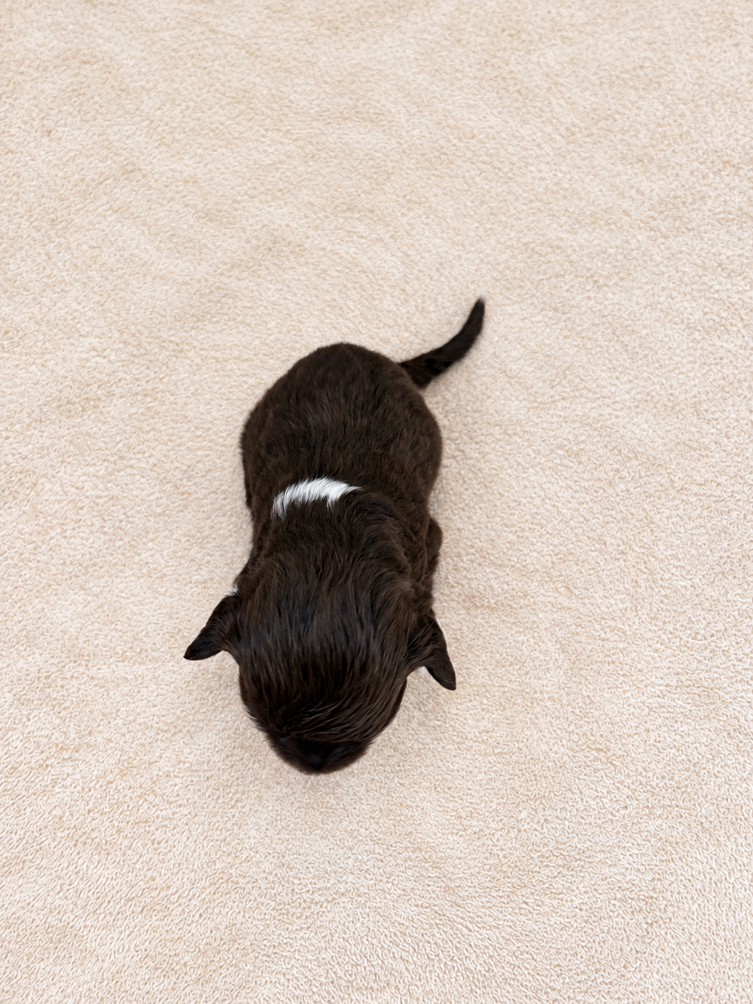 Poppy — puppy photo 2727