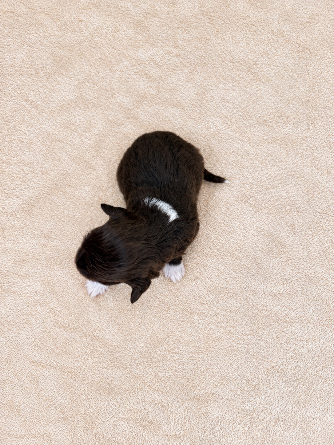 Poppy — puppy photo 2728