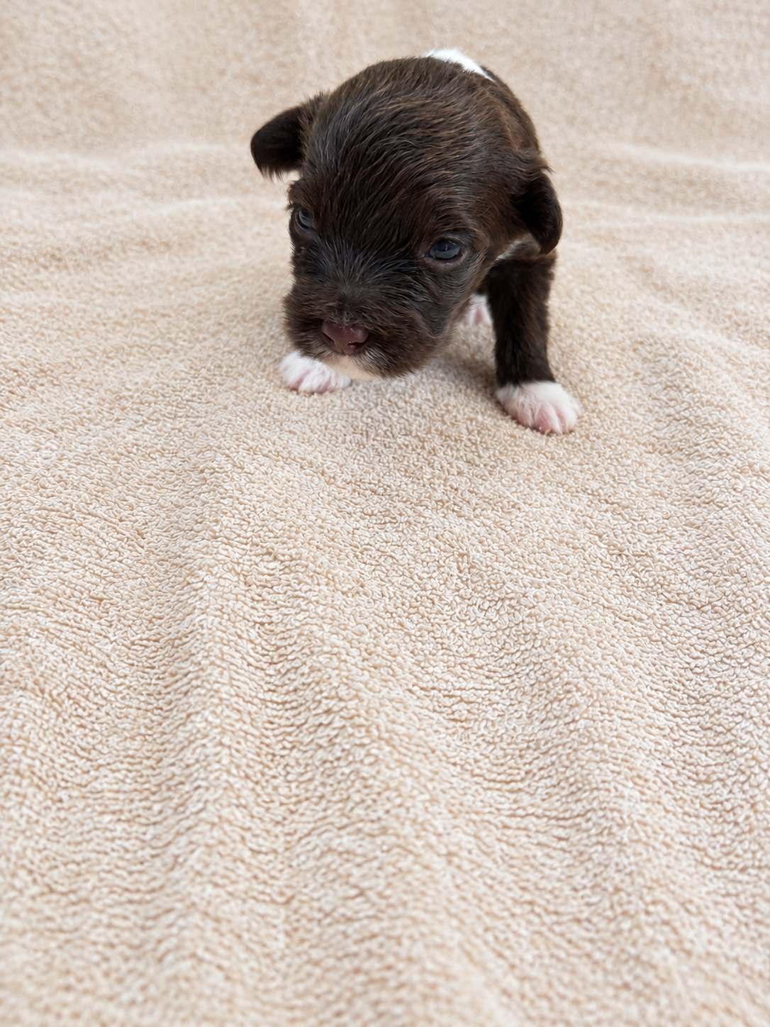 Poppy — puppy photo 2730