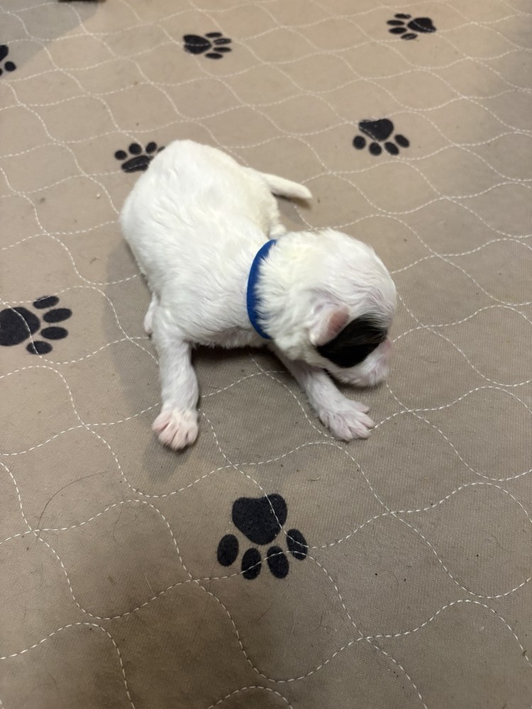 Lupin, blue collar puppy in the September 20 litter