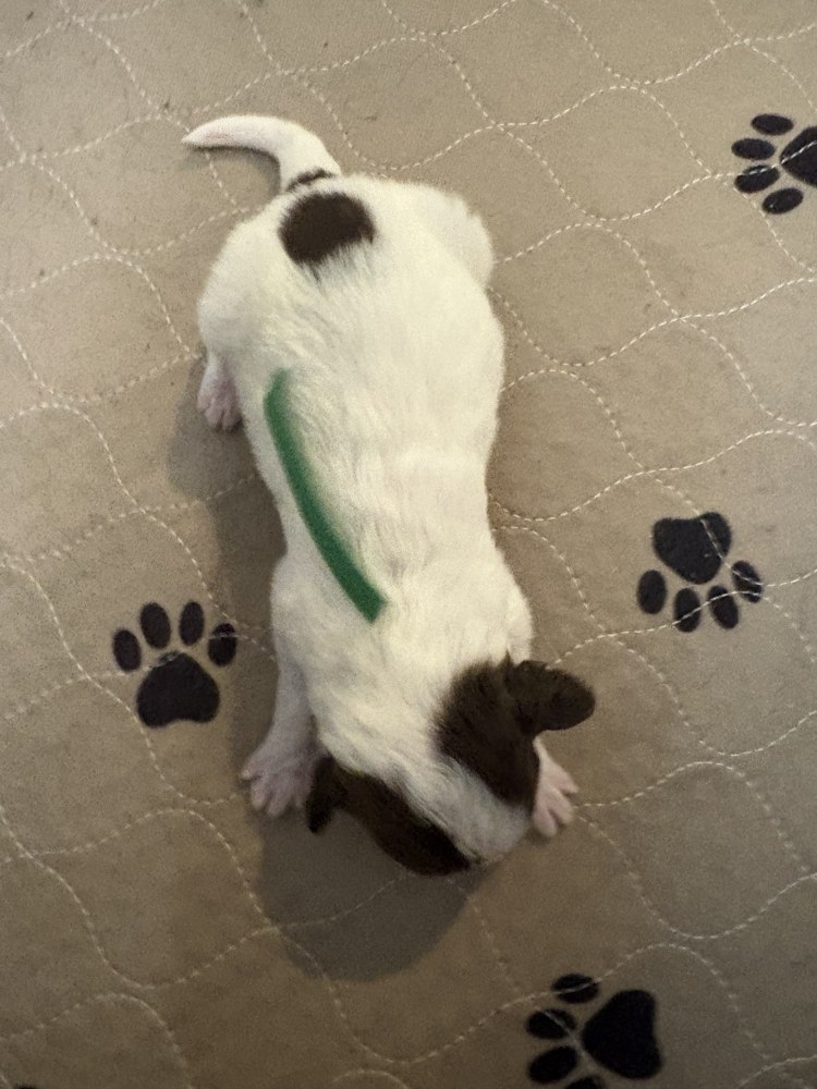 Willow, dark green collar puppy in the September 20 litter