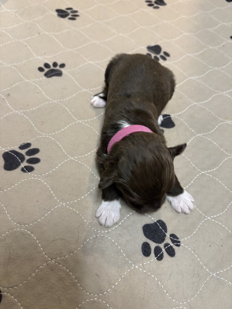 Poppy, dark pink collar puppy in the September 20 litter