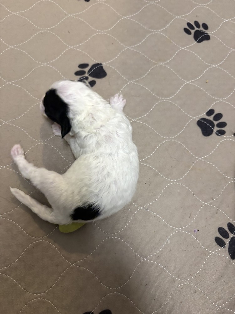 Clover, light green collar puppy in the September 20 litter