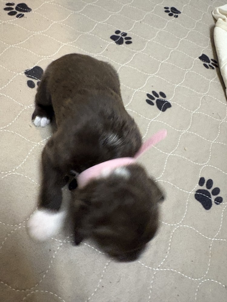 Aster, light pink collar puppy in the September 20 litter