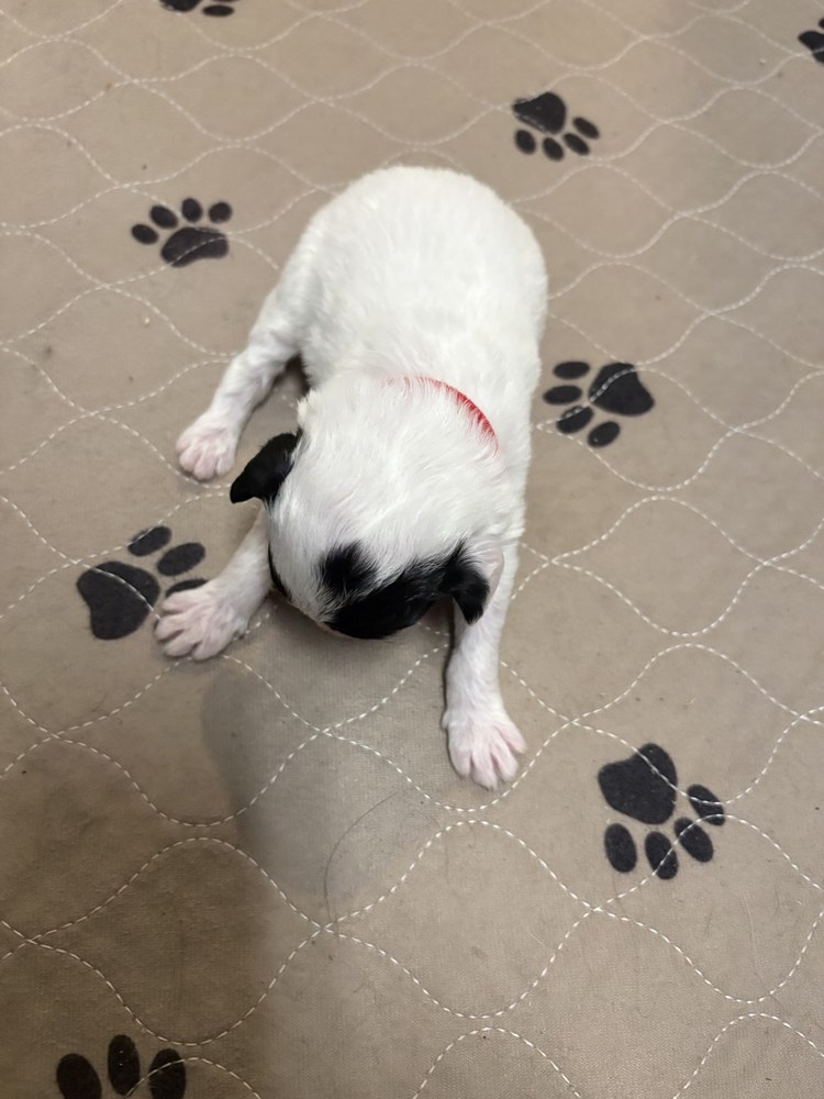 Rosie, red collar puppy in the September 20 litter