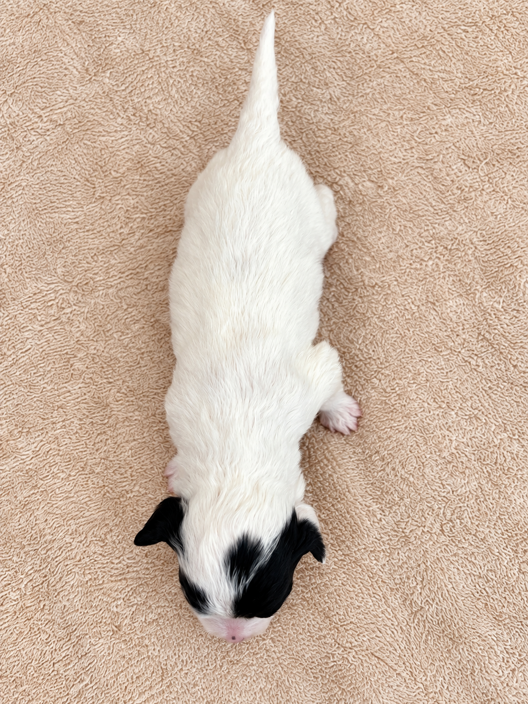 Rosie — coat view