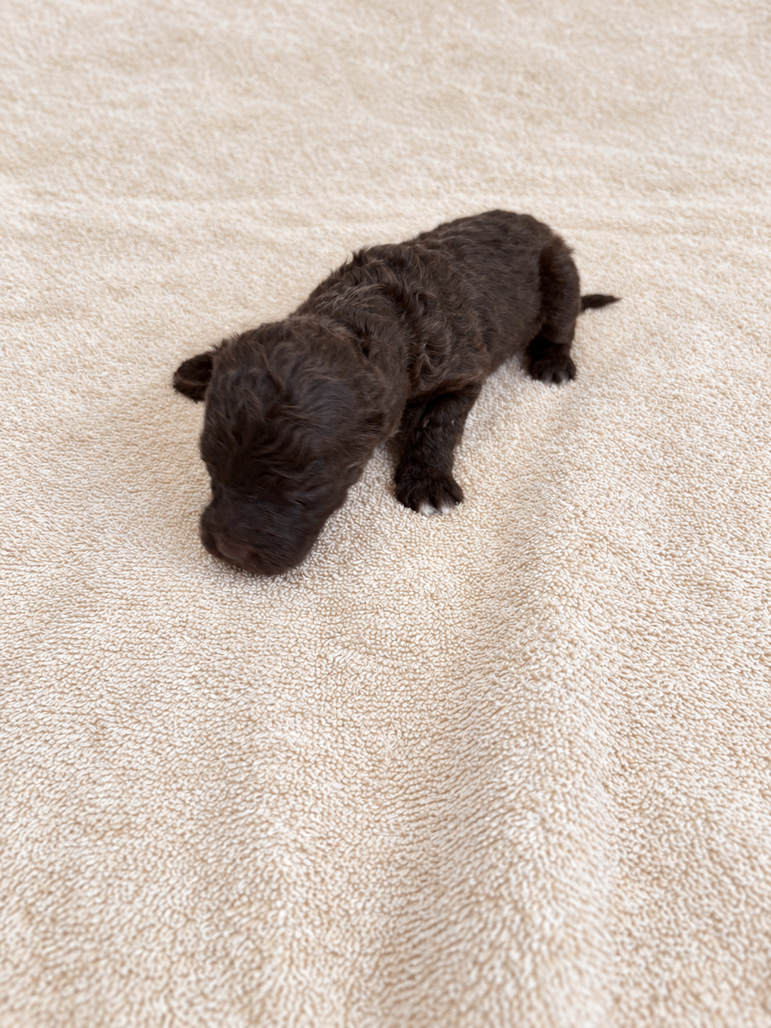 Yarrow — brown puppy, view 3