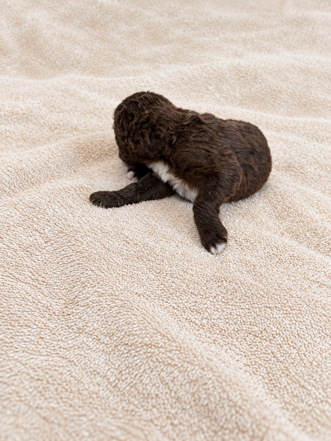 Yarrow — brown puppy, view 2