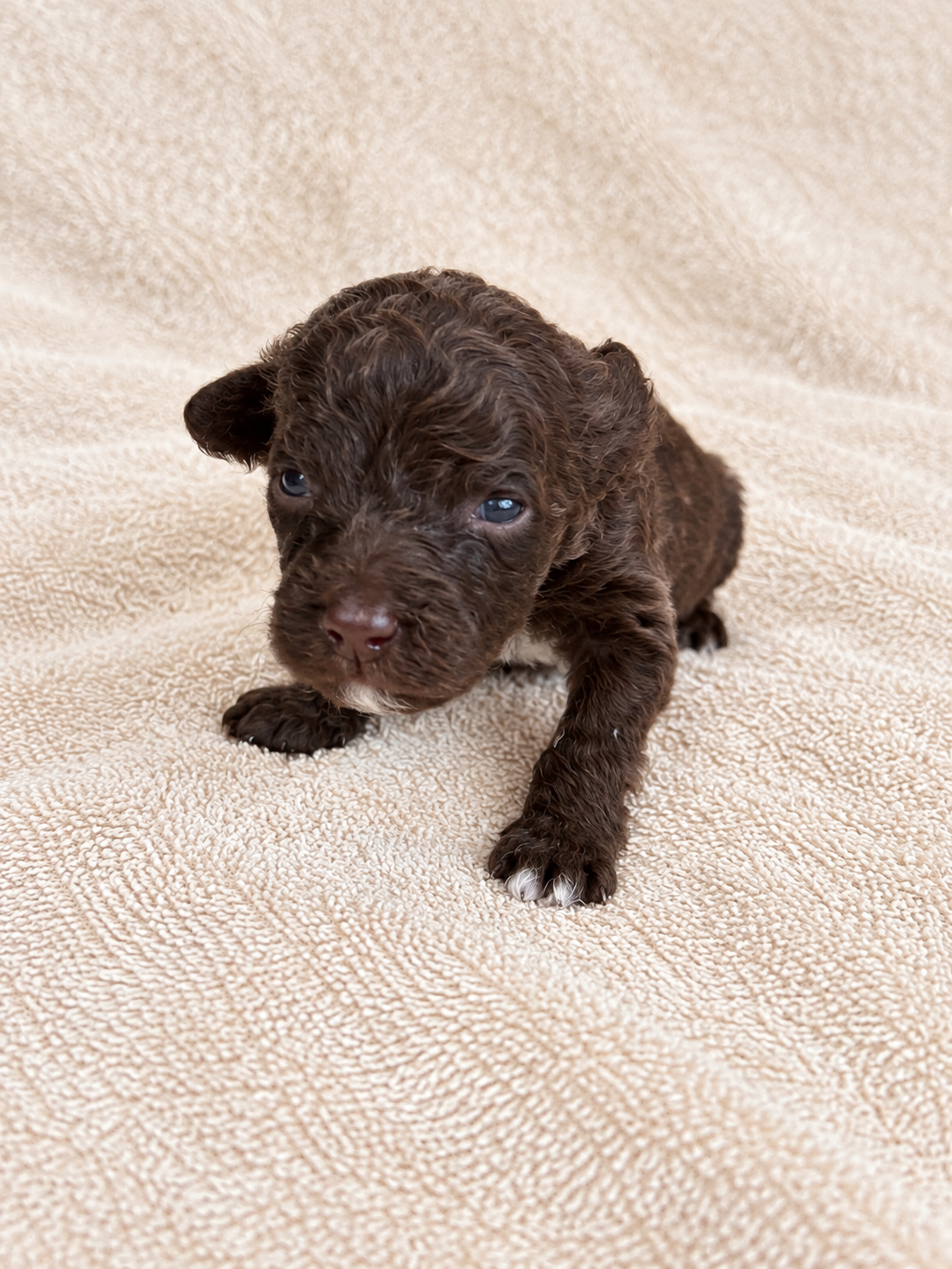Yarrow — brown puppy, view 1
