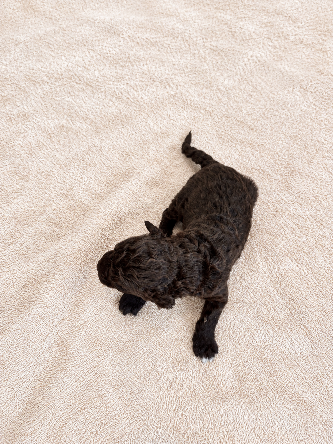 Yarrow — brown puppy, view 4